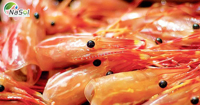 N-Acetylglucosanmin được sản xuất từ Chitin