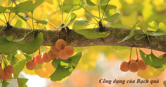 Công dụng của Bạch quả