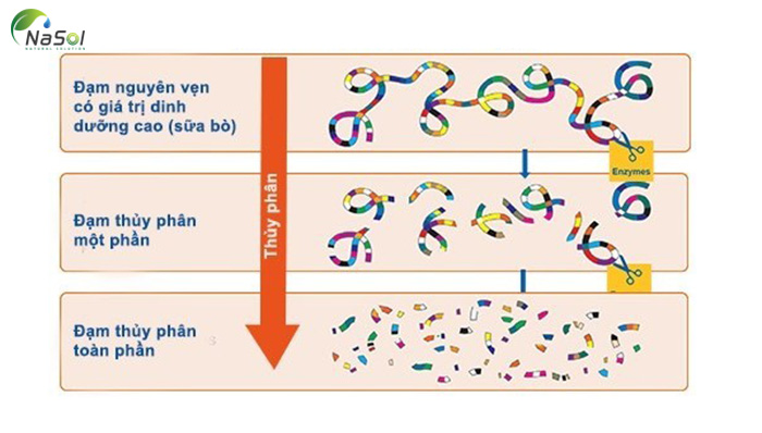 lợi ích của đạm thủy phân