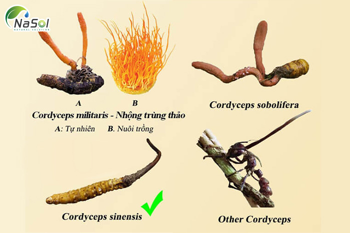 Đông trùng hạ thảo