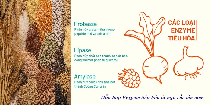 Enzyme tiêu hóa có nguồn gốc từ thực vật