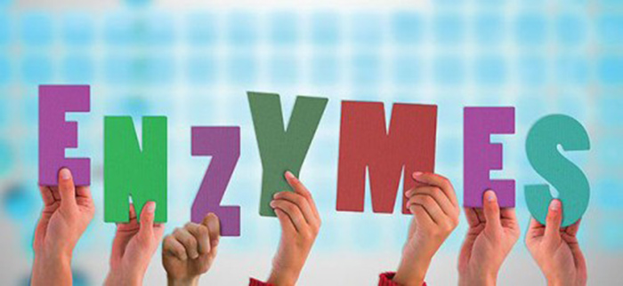 Nguồn gốc Enzyme tiêu hóa