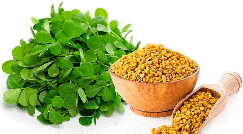 Fenugreek extract 