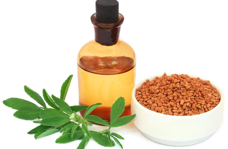 Fenugreek extract là gì