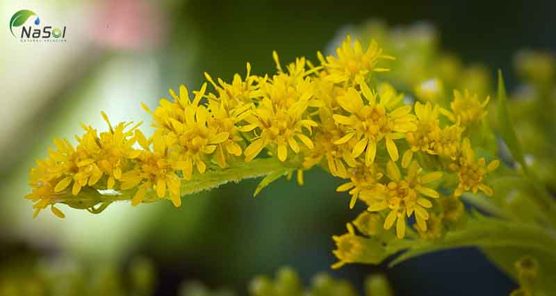 Goldenrod là gì