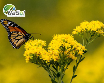 Lợi ích của Goldenrod