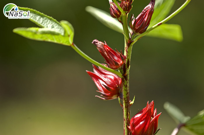 Hibiscus Sabdariffa