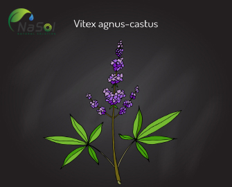 Lợi ích sức khỏe của Vitex Lợi ích sức khỏe của Vitex