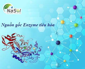 Nguồn Enzyme tiêu hóa: Động vật, thực vật, vi sinh vật   