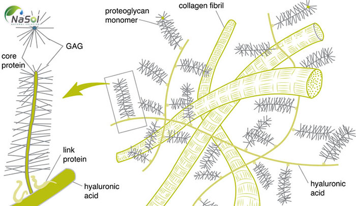 lợi ích trên khớp của Proteoglycan từ sụn mũi cá hồi