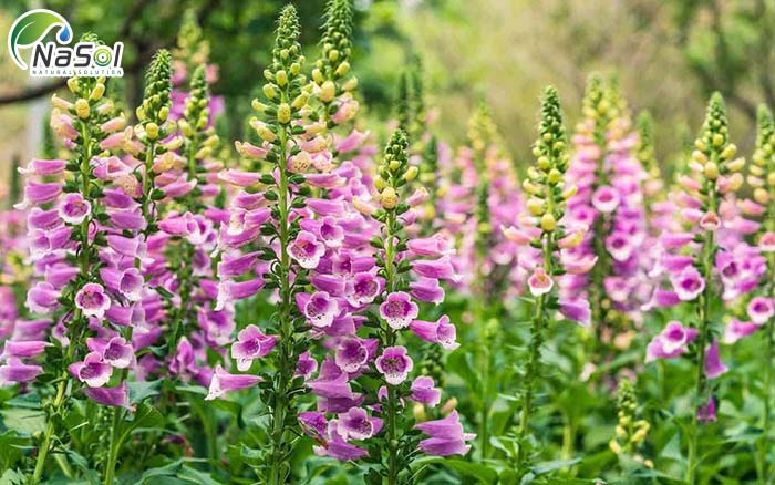 Rehmannia giúp giảm các triệu chứng mãn kinh