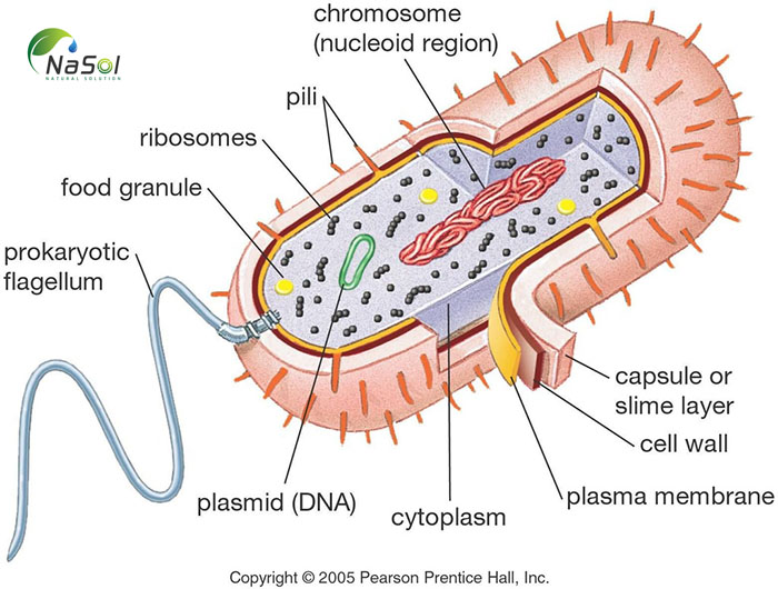 Cấu tạo vi khuẩn
