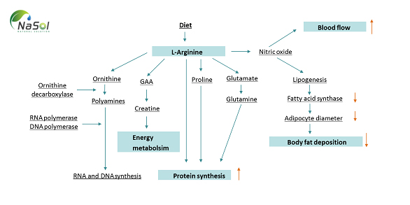 chuyển hóa L-arginine trong cơ thể