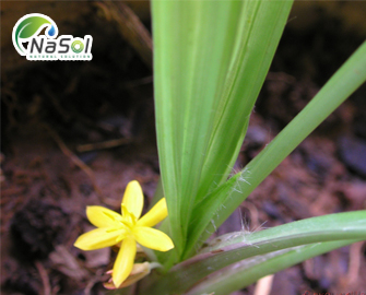 Tác dụng và những bài thuốc chữa bệnh từ Sâm cau - Nguyên liệu Nasol