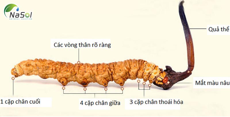 nguyên liệu đông trùng hạ thảo