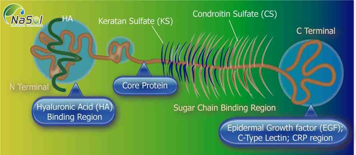 Cấu trúc proteoglycan