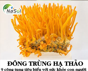 Đông Trùng Hạ Thảo –  9 công dụng tiêu biểu với sức khỏe con người 