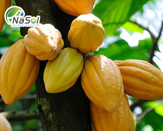 Nguyên liệu Cacao trong việc chống Oxy hoá Nguyên liệu Cacao trong việc chống Oxy hoá