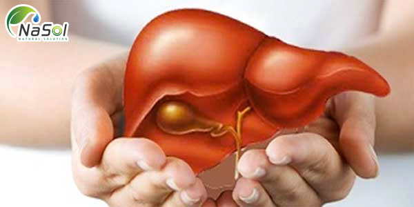 nhau thai ngựa Cải thiện chức năng gan