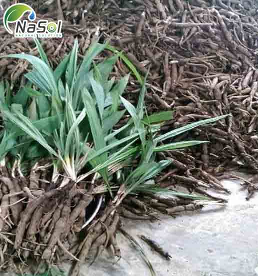 tác dụng của sâm cau