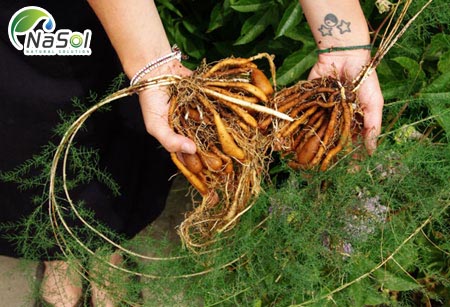 Những tác dụng khác của Thiên môn chùm