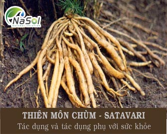 Thiên môn chùm – Shatavari – Tác dụng và tác dụng phụ với sức khỏe  Thiên môn chùm – Shatavari – Tác dụng và tác dụng phụ với sức khỏe