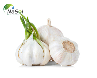 Tỏi chống cảm lạnh và cúm như thế nào? Tỏi chống cảm lạnh và cúm như thế nào?