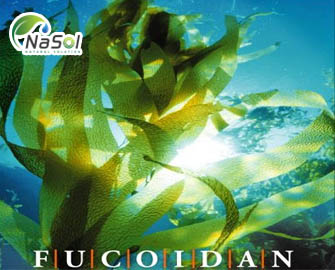 Fucoidan với bệnh bạch cầu lympho T cấp tính (ATL)  Fucoidan với bệnh bạch cầu lympho T cấp tính (ATL)