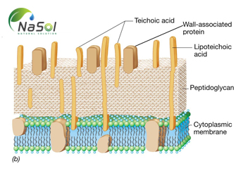 Vách tế bào Vi khuẩn - Ứng dụng trong lĩnh vực chăm sóc sức khỏe