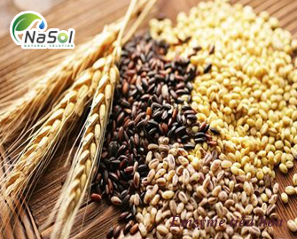 Tại sao nên bổ sung enzyme tiêu hóa lên men từ thực vật