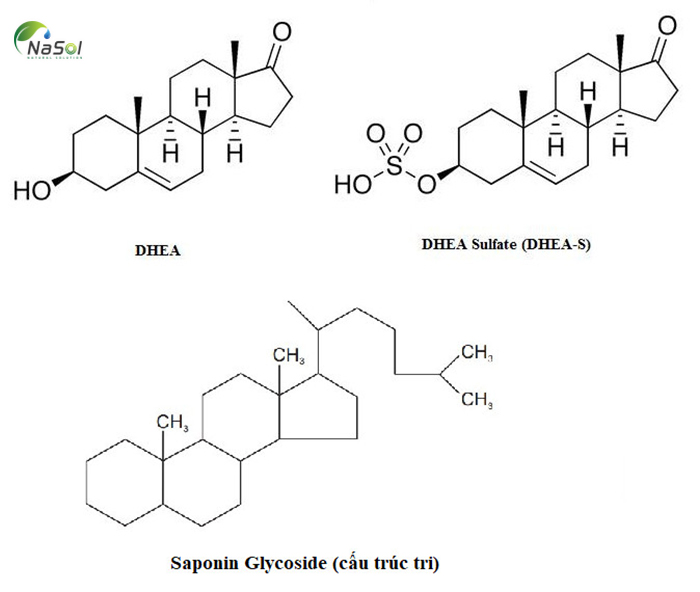 Hoạt tính Phyto androgen của Testofen