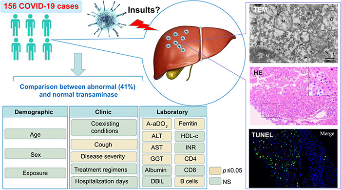 Tổn thương gan do covid-19