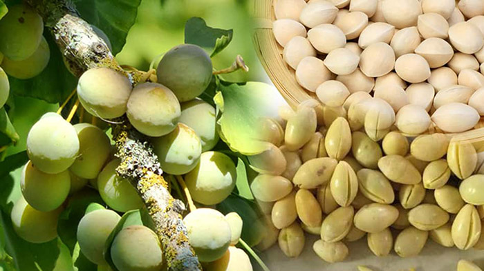 Bạch quả làm thực phẩm