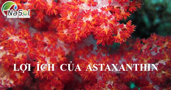 astaxanthin