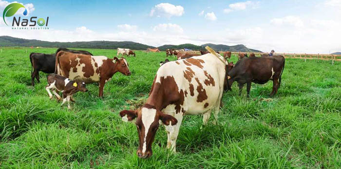 axit linoleic liên hợp