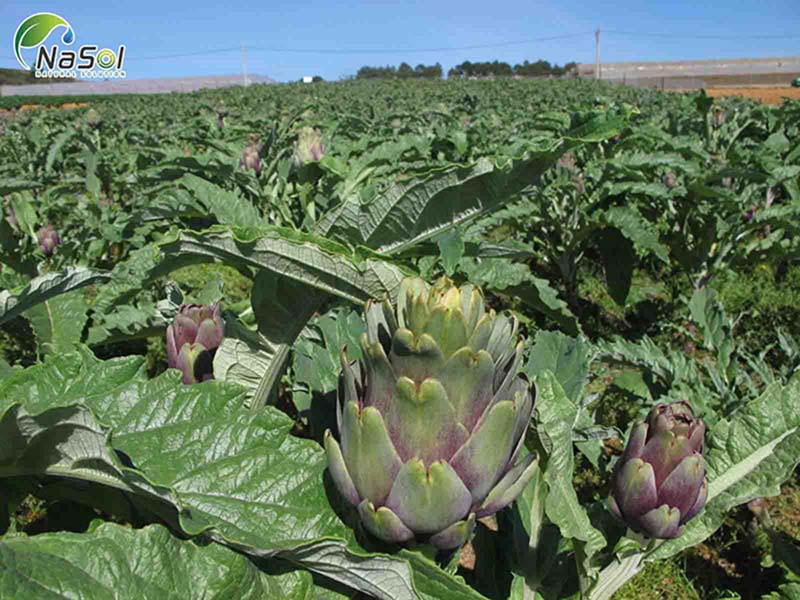 Chuẩn hóa nguồn dược liệu chuẩn