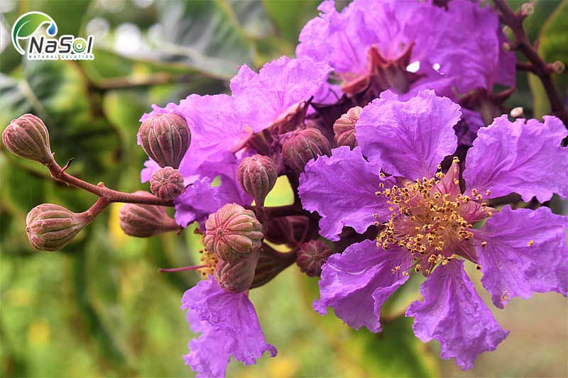 bằng lăng giúp giảm cân