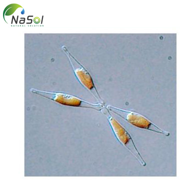 các loại vi tảo