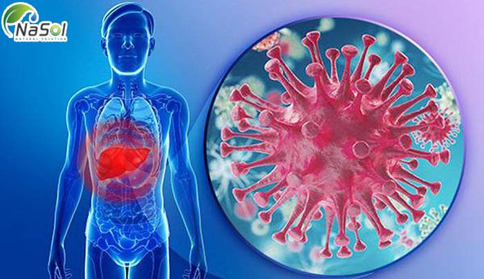 cam thảo hỗ trợ điều trị viêm gan c