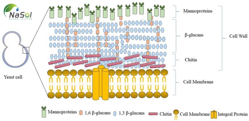 cấu trúc cách tế bào nấm men