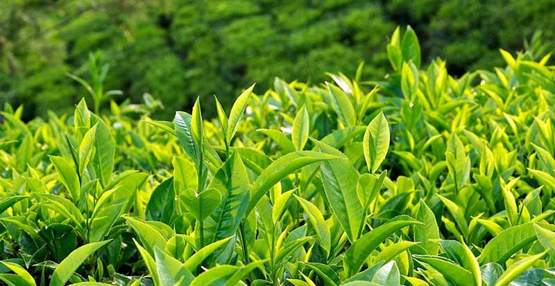 cây trà xanh