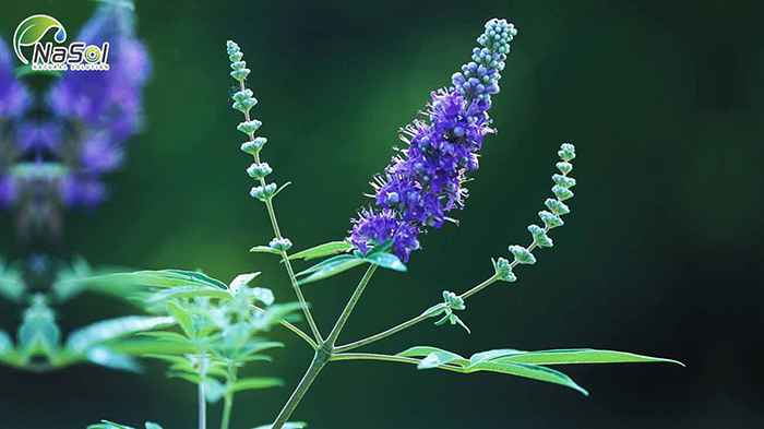 Chastebery trinh nữ châu âu