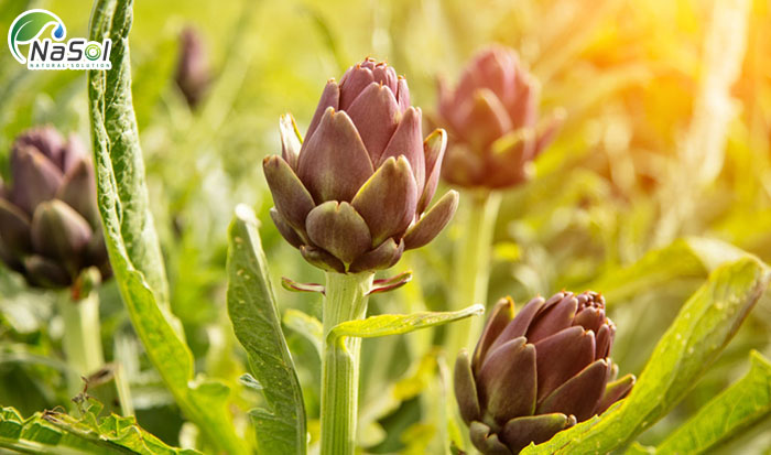 chiết xuất atiso