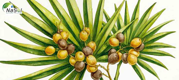 Chiết xuất cọ lùn