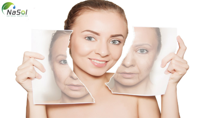 chiết xuất hàu có tác dụng ngăn ngừa lão hóa