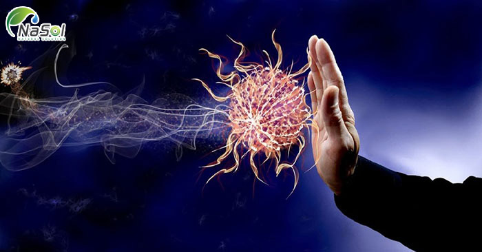 chiết xuất hàu nâng cao hệ miễn dịch