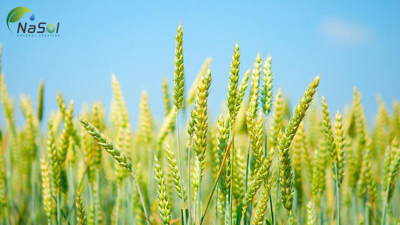 Chiết xuất mầm lúa mì lên men