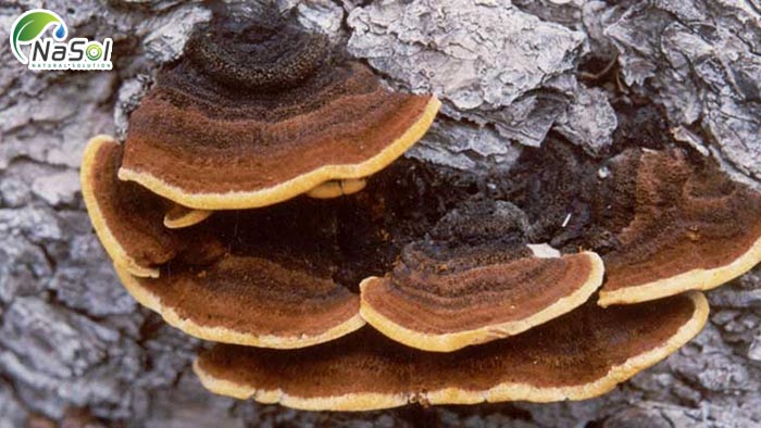 chiết xuất nấm thượng hoàng