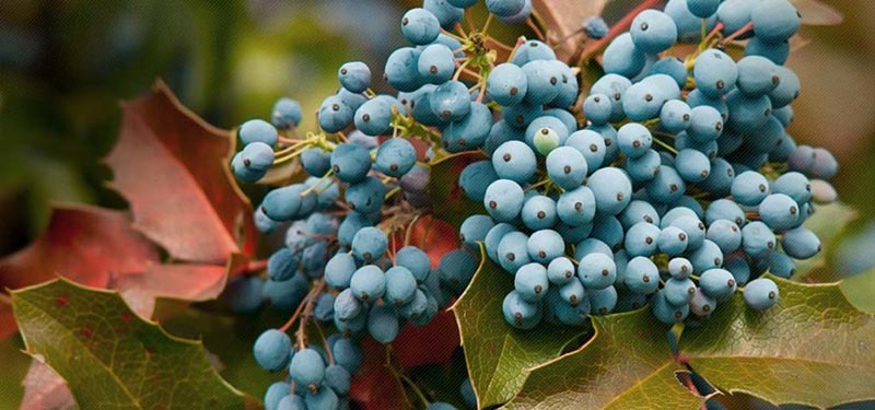 cơ chế hoạt động của nho oregon