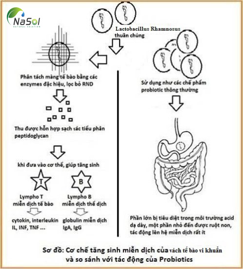 cơ chế miễn dịch của vách tế bào